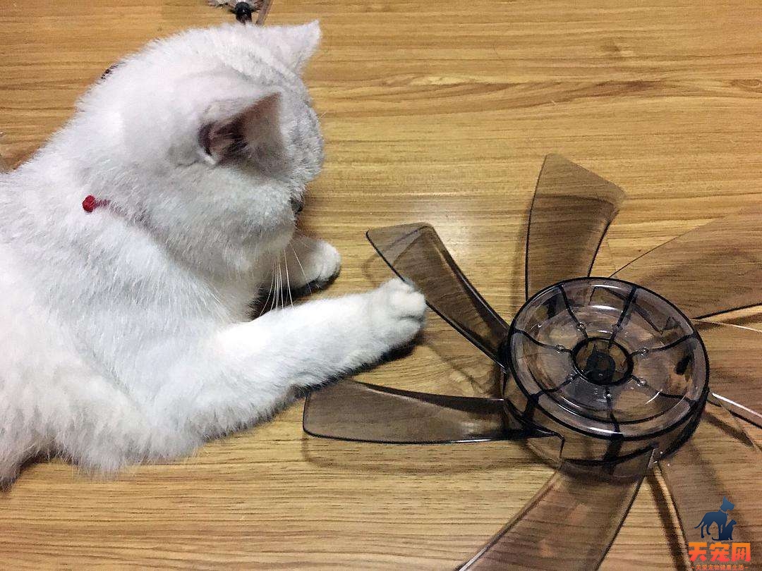 猫咪能吹风扇吗