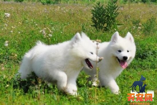 【萨摩耶磨牙怎么办】萨摩耶犬磨牙的原因