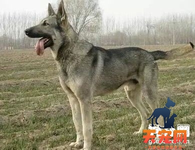 狼青犬怀孕后如何饲养