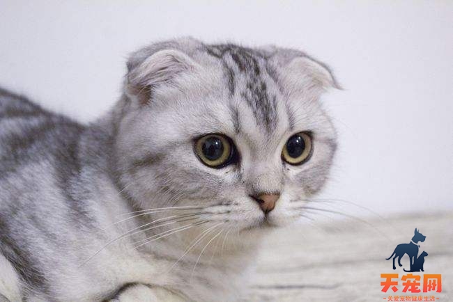 猫折耳是一种病吗 猫折耳是病吗