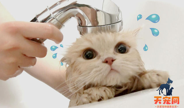 小猫可以用人的沐浴露洗澡吗