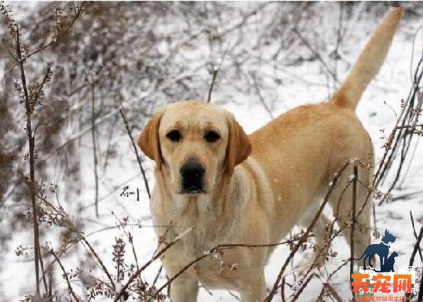 拉布拉多犬如果感冒了应该怎么办