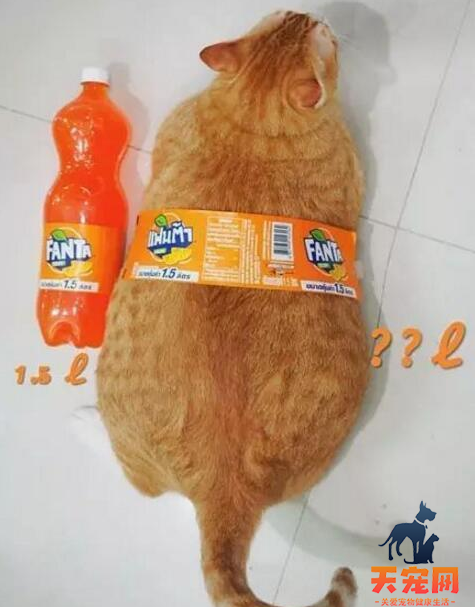 橘猫为什么容易发胖长大 吃的多又懒得动