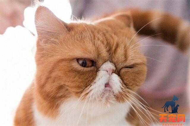 加菲猫为什么会有泪痕 天生的面部构造