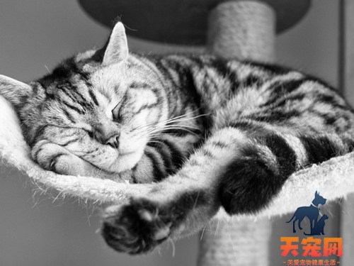 猫咪耳朵掉毛怎么办 猫咪耳朵大面积掉毛分析