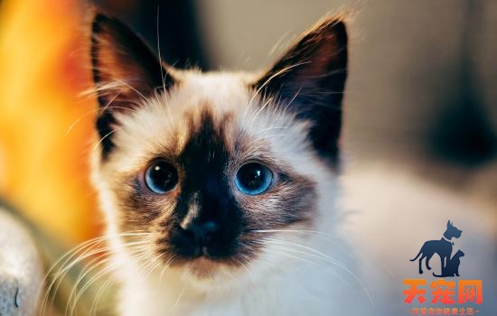 猫咪可以喝豆浆吗