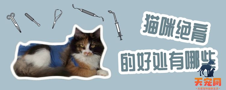 猫咪绝育的好处有哪些