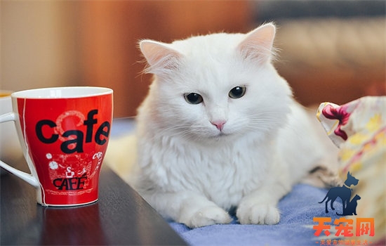 白毛蓝眼睛的猫咪是什么品种