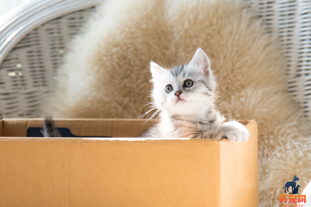 猫为什么喜欢吃纸箱子有事吗 猫为什么喜欢撕纸箱子吃
