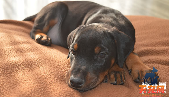 杜宾犬幼犬的正确饲养方法