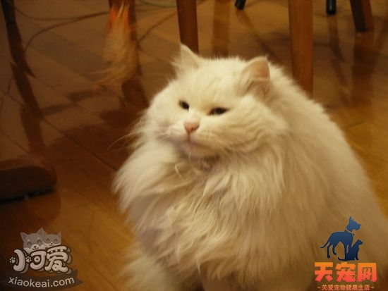 山东狮子猫怎么助产 生产过程及助产方法介绍