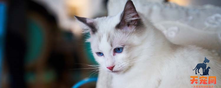 怎么确定猫咪是否隐睾 隐睾和去势如何区分？