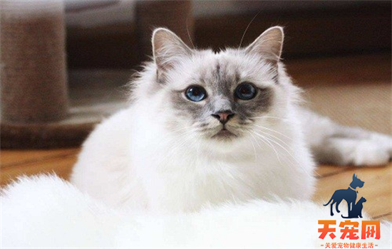 ​猫凑近闻你脸是什么意思
