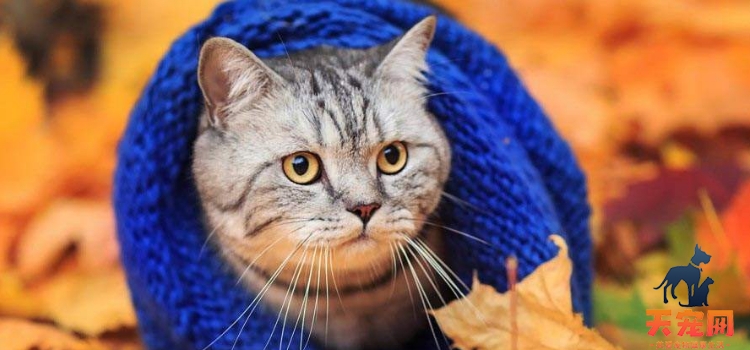 猫冬天容易得病吗 谁说猫不需要保暖？