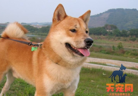 为什么说柴犬需要狠打 柴犬需要狠打的理由