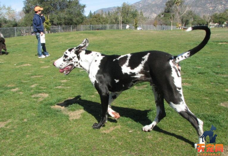 大丹犬喜欢乱叫怎么办