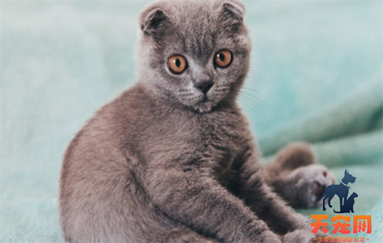 ​全身是灰色的猫是什么品种