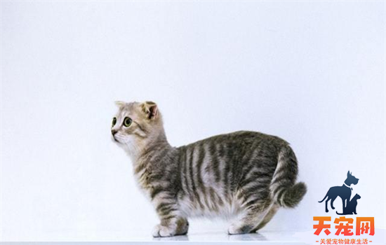猫三联最长隔多久打一次