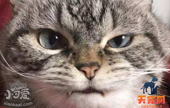猫抓墙怎么办 猫喜欢抓墙是什么原因