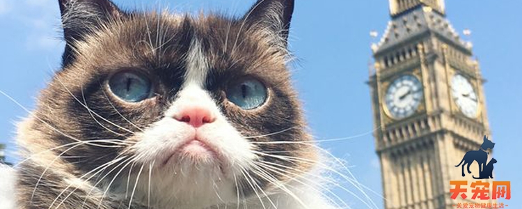 扁脸猫为什么有泪痕 眼泪与卟啉的交互作用