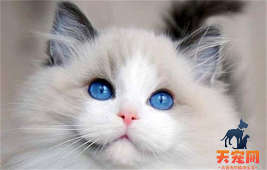 ​白毛蓝眼睛的猫都有哪些品种