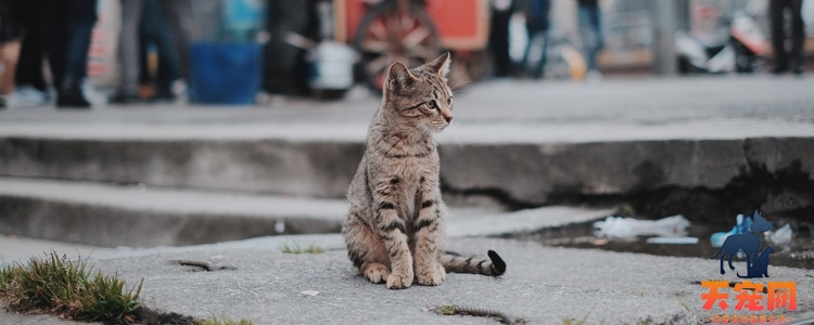 猫狂犬病潜伏期多久 死亡率真的百分百?