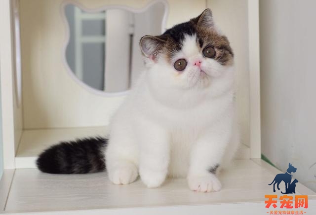加菲猫为什么这么懒 好吃懒做的代名词