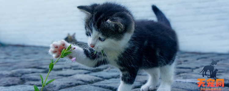可以给猫喝矿泉水吗 真的会导致尿结石？
