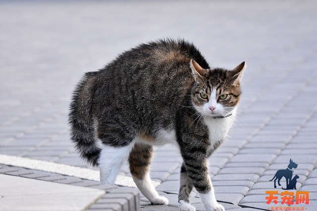 猫的肚子有气泡响声有水声