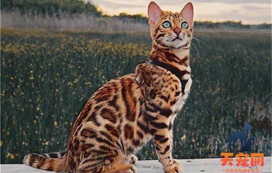 亚洲豹猫是猫还是豹 多数人都不知道