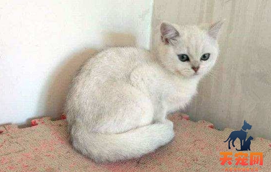猫绝育手术有什么风险吗 细说公猫及母猫的绝育手术前准备