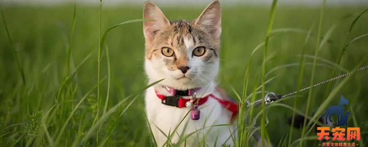 猫咬了多久过安全期 十日观察法可信吗?