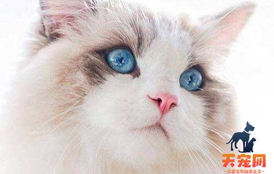 绝育后猫寿命会更长吗 答案可能和你想的不同