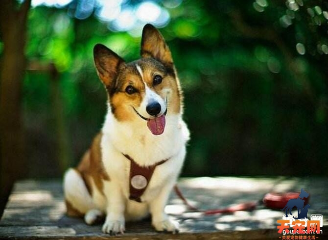 柯基犬有体味吗？柯基犬体味重吗？