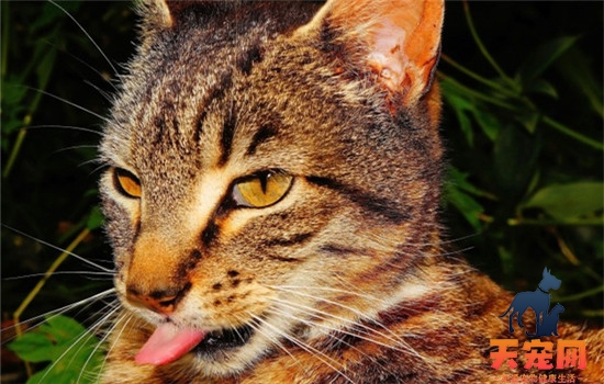猫口腔溃疡是什么引起的 猫咪口腔溃疡的症状是什么