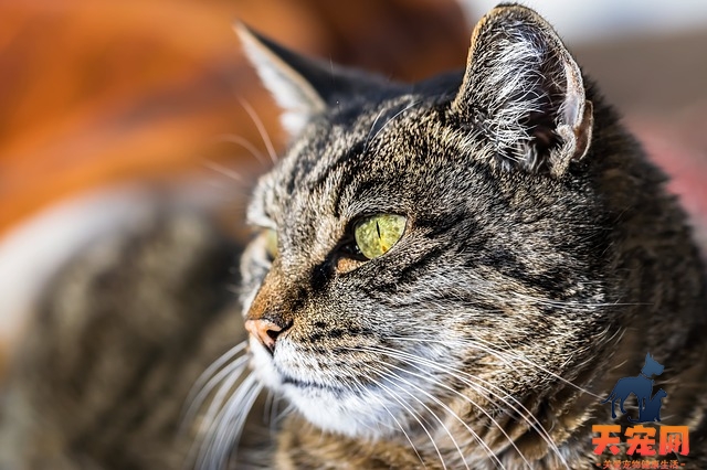 猫能吃猪肥肉么