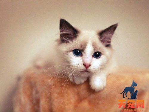 怎么训练伯曼猫不咬人 伯曼猫训练方法