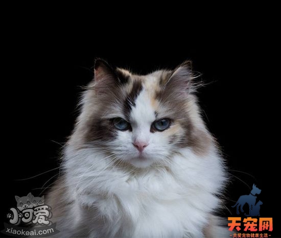 伯曼猫初次交配要注意什么 伯曼猫初次交配注意事项