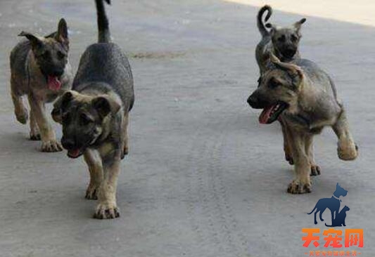 怎么挑选狼青犬幼犬，挑选狼青的5大要点