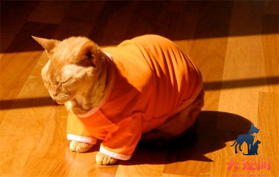 猫咪能不能吃虾