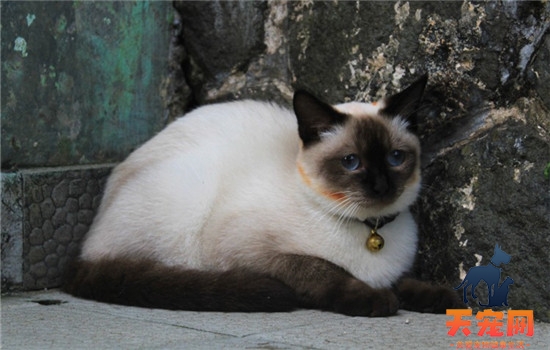 猫咪原始袋是什么 原始袋有什么作用