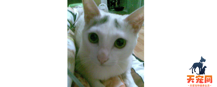 白猫头顶有灰毛的是什么猫 就是普通的串串猫