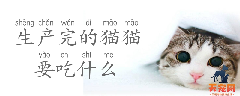 生产完的猫猫要吃什么