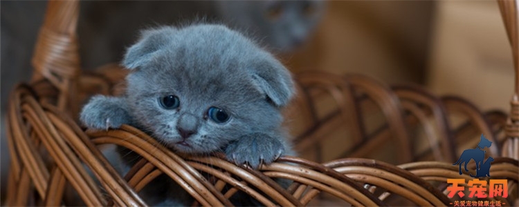 蓝猫为啥生出黑猫 猫爸爸可能是隔壁老黑