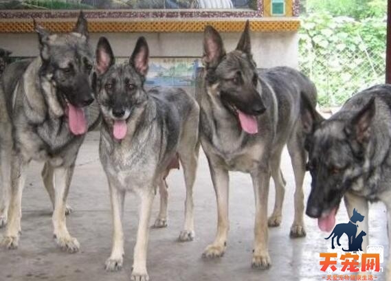 狼青犬好训练吗？训练狼青的方法技巧