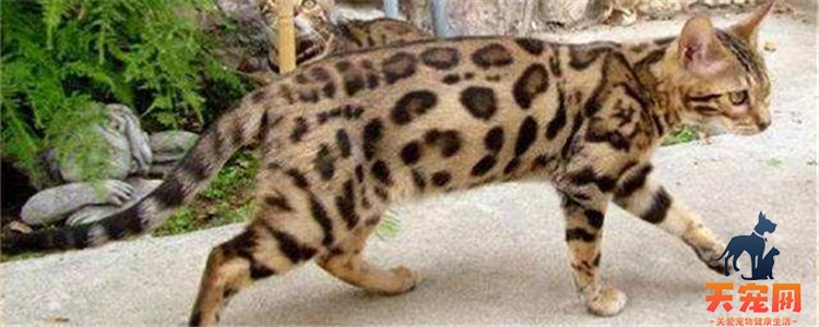 豹猫几个月停止生长 豹猫生长的时候要补充足够的营养