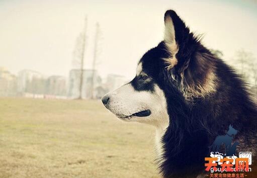 阿拉斯加犬缺钙容易引发的疾病