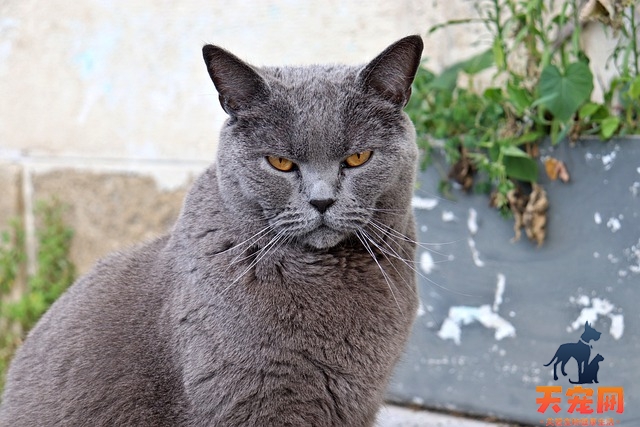 蓝猫不能吃什么食物?