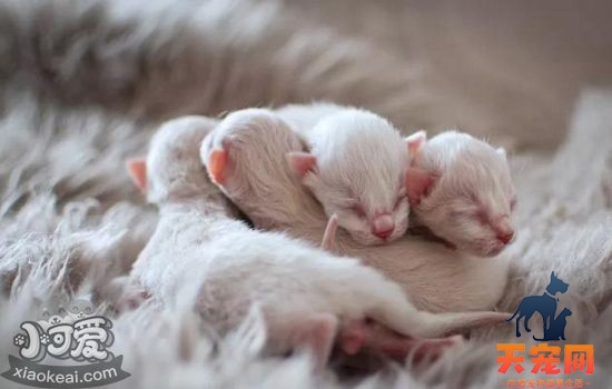 母猫产后护理 母猫也要注意坐月子