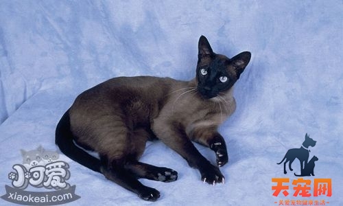 东奇尼猫泪痕怎样清理 泪痕清理方法
